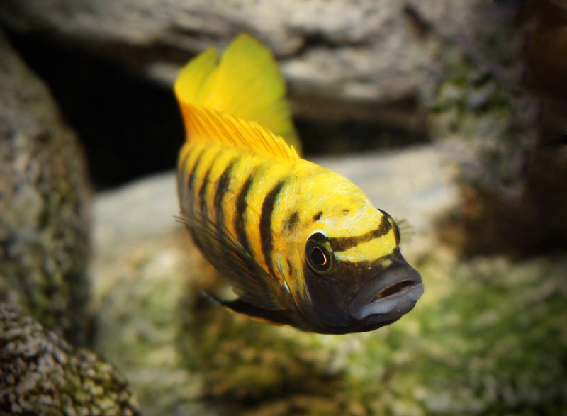 Maylandia sp. 'zebra gold' Kawanga